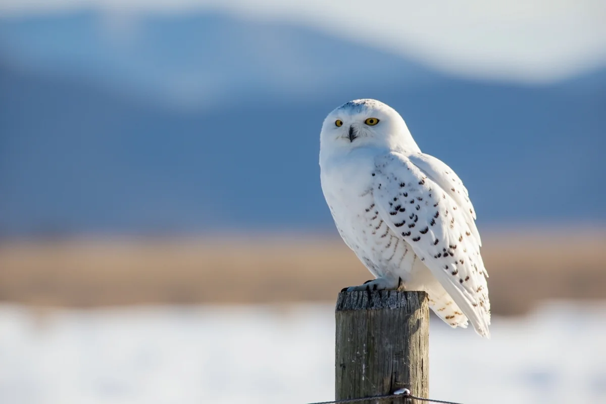 Snowy Owl perched on wooden fence post in Montana winter landscape