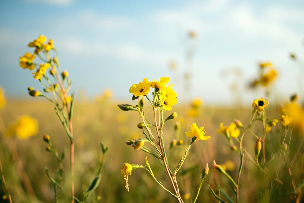 Spring wildflowers bending in the wind on the Montana prairie near Great Falls