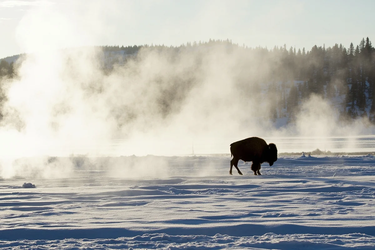 Steam rising from thermal features in Yellowstone with bison silhouetted against snow-covered landscape