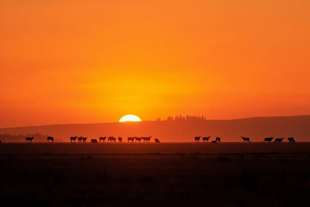 Sunrise over Montana prairie with wildlife silhouettes on horizon