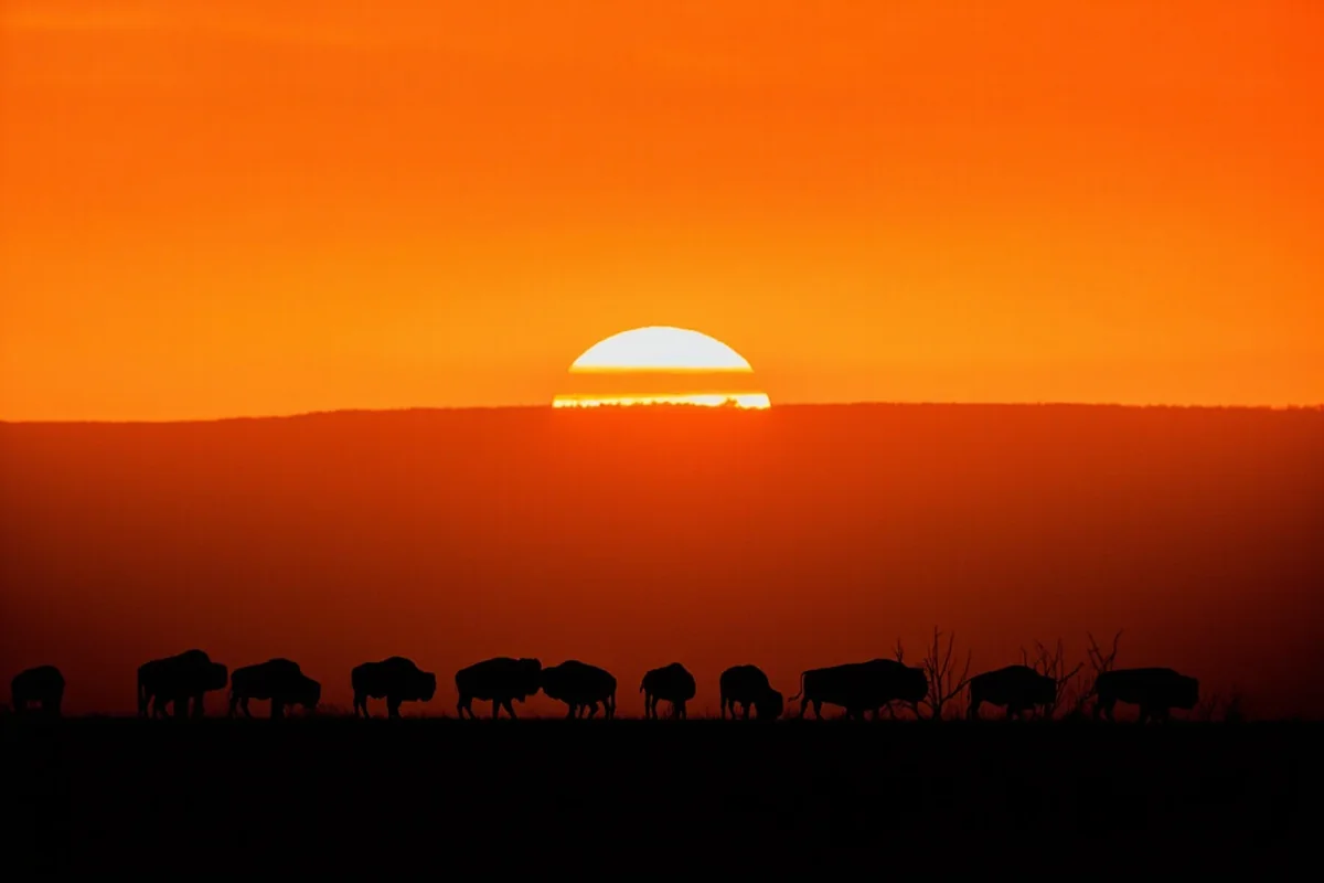 Sunset over American Prairie Reserve with silhouetted bison herd on horizon