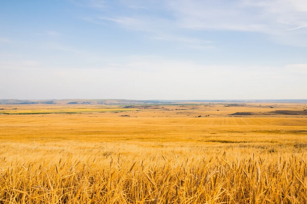 Sweeping vista of eastern Montana plains with golden wheat fields stretching to horizon