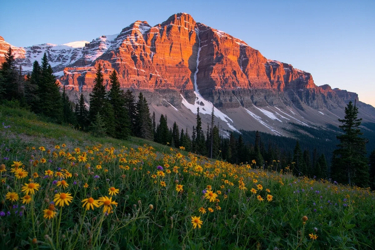 The Garden Wall at Logan Pass with morning alpenglow and wildflowers in foreground