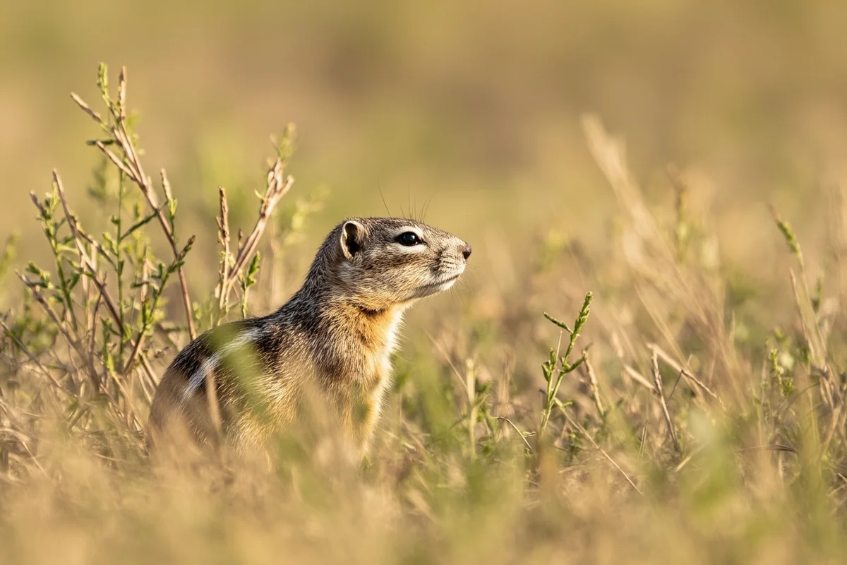 Thirteen-lined ground squirrel in eastern Montana prairie grassland near Malta