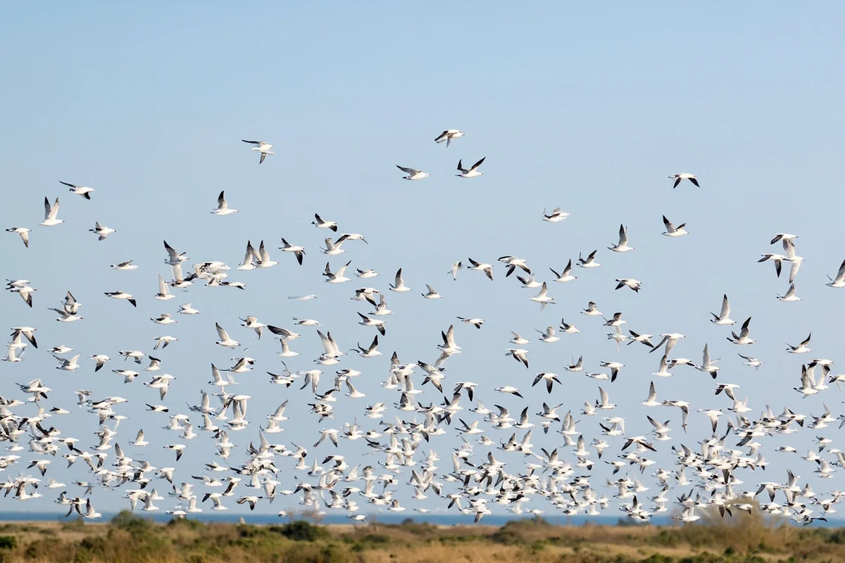 Thousands of Franklin's gulls in flight over Benton Lake wetlands