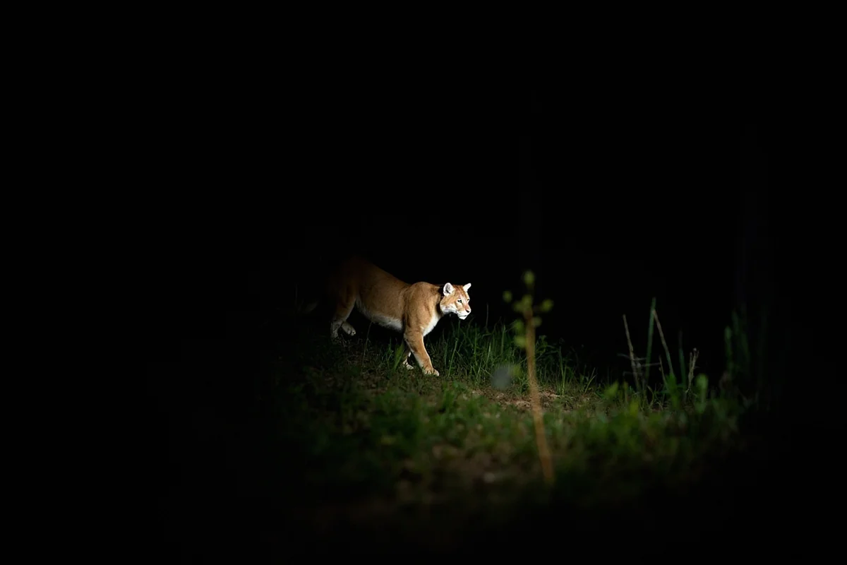 Trail camera photo of mountain lion walking through Montana forest at night