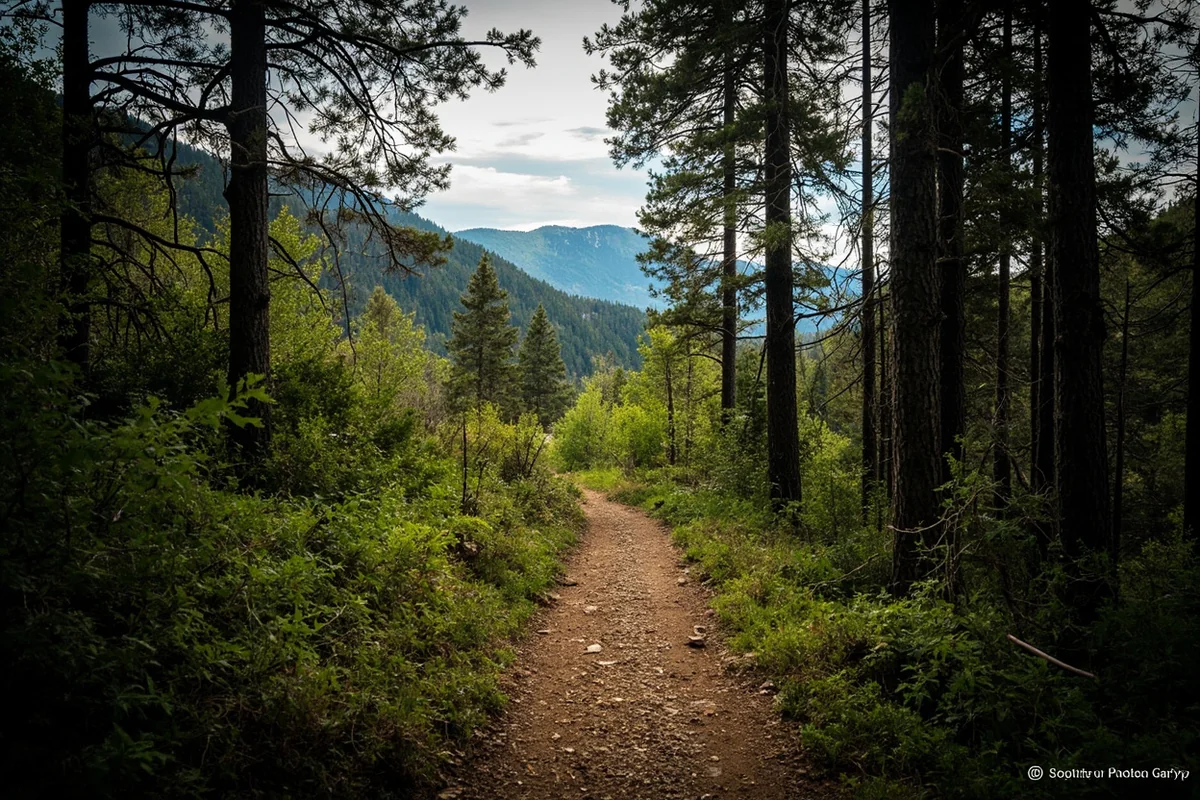 Trail winding through dense forest with Mission Mountains visible through trees
