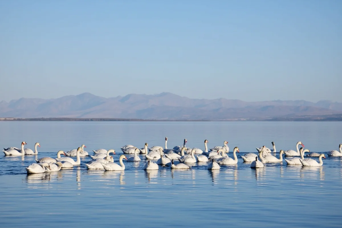 Tundra swans staging on Ninepipe Reservoir with Mission Mountains backdrop