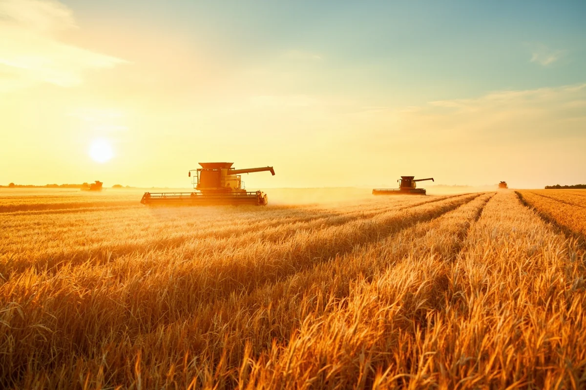 Vast wheat field during harvest season with combines working in the Golden Triangle region