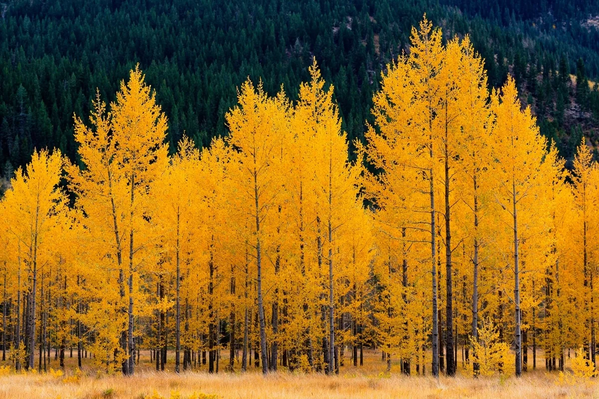 Western larch trees displaying golden fall color against evergreen backdrop in Seeley-Swan Valley