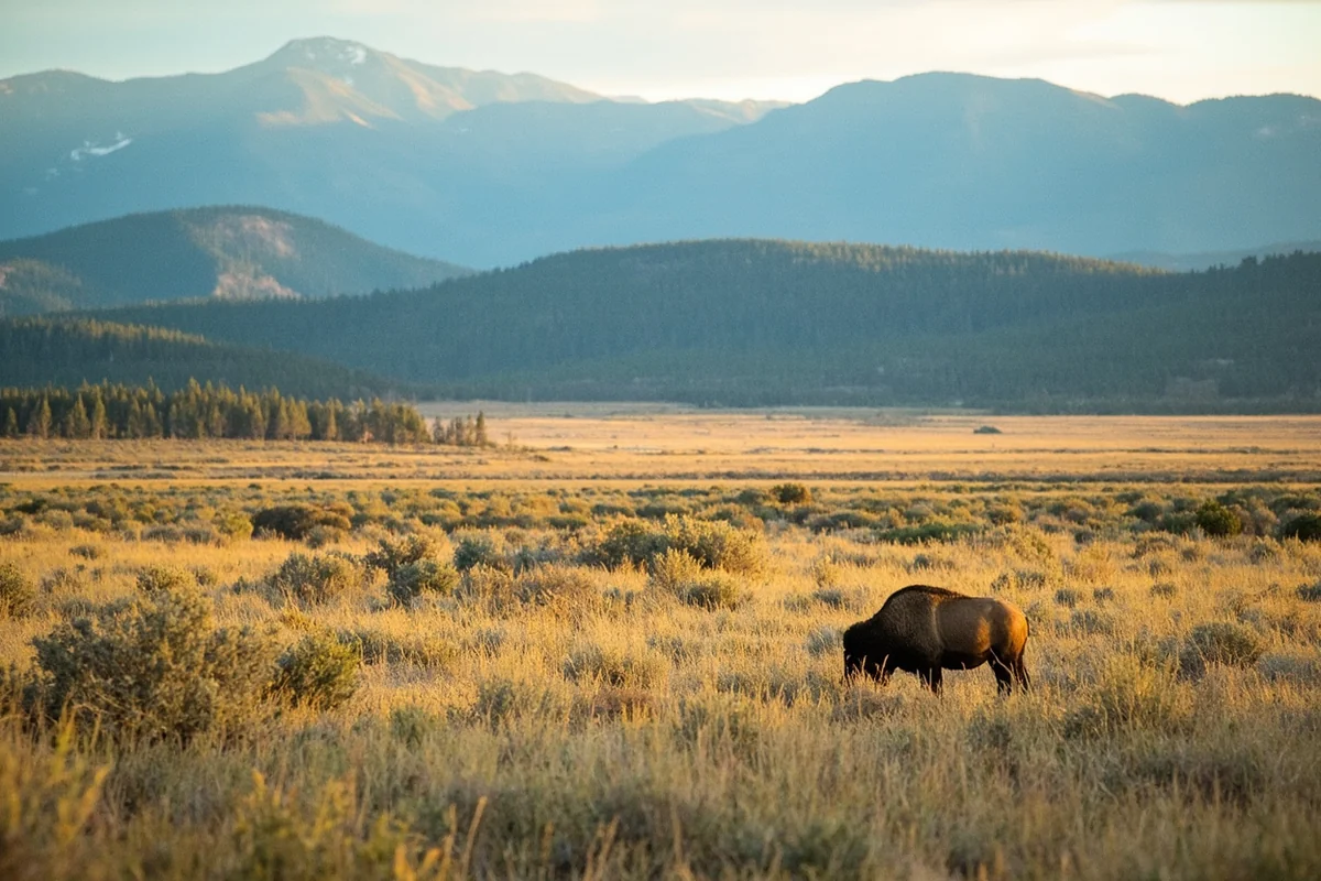 Wide landscape showing diverse Montana wildlife habitat