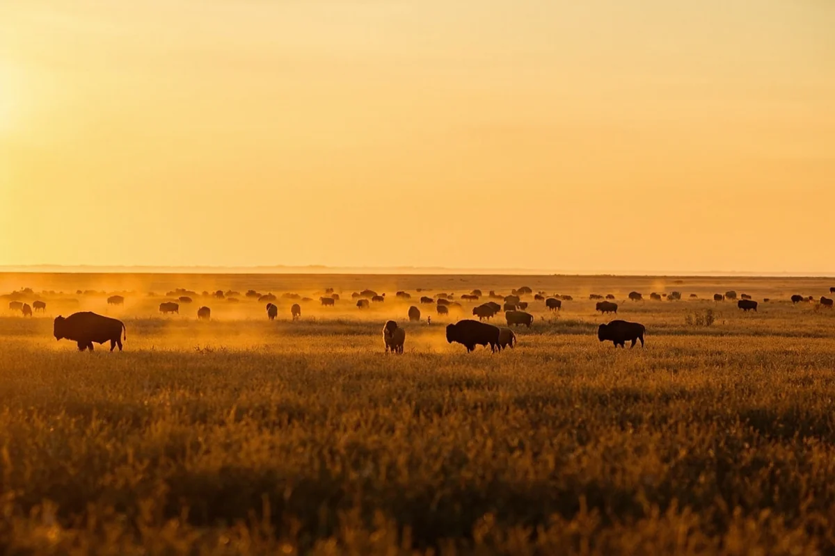 Wide panoramic shot of American Prairie Reserve grasslands with bison herd in the distance during golden hour