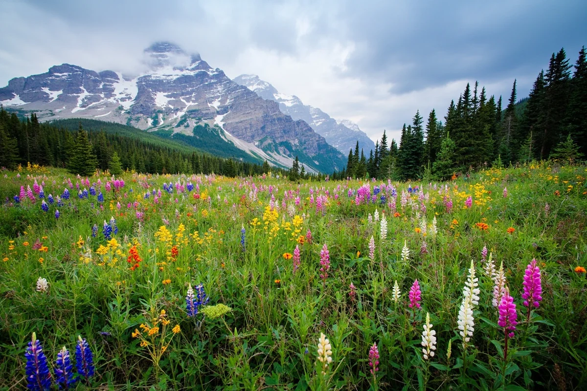 Wildflower meadow in full bloom with lupine, Indian paintbrush, and beargrass at Glacier National Park