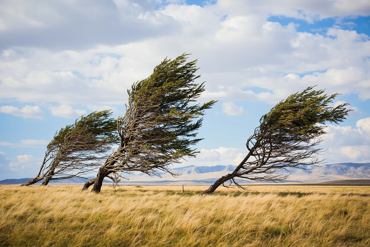 Wind-bent trees along the Rocky Mountain Front near Choteau, Montana, showing the prevailing wind direction