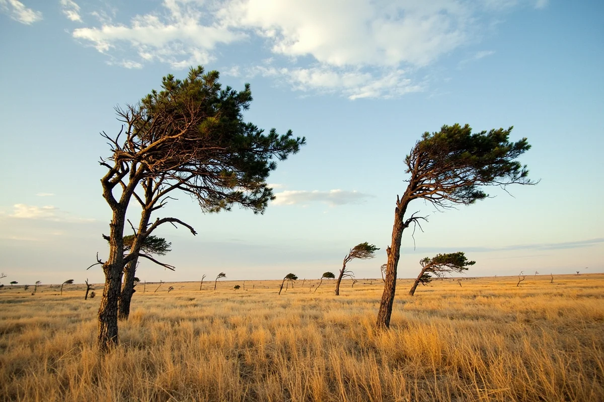 Wind-bent trees on Montana prairie showing persistent wind direction