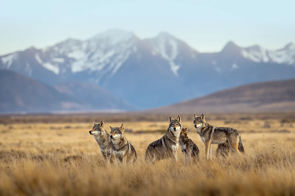 Wolf pack in Lamar Valley with snow-covered mountains in background