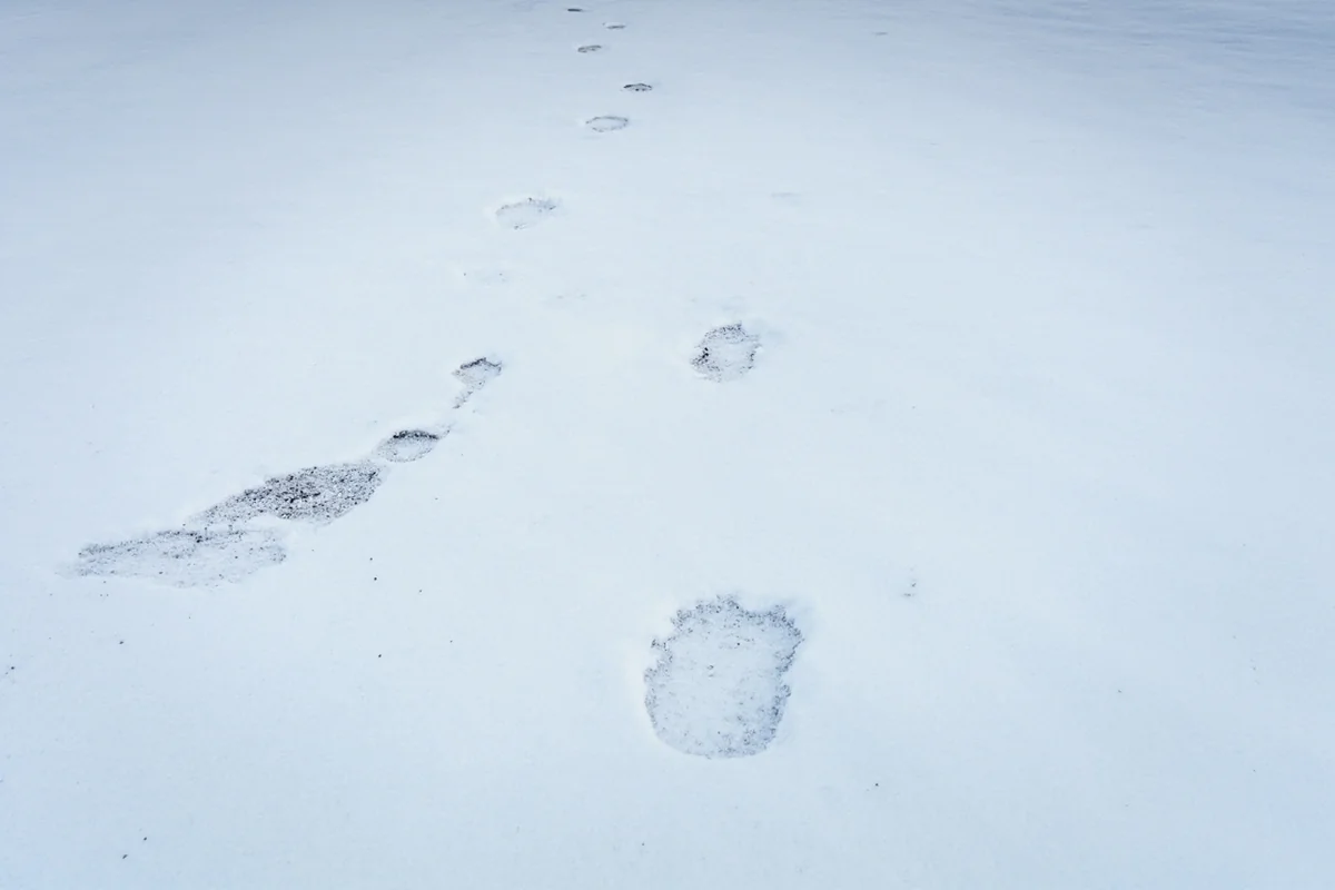 Wolf tracks in snow next to elk tracks in Montana wilderness