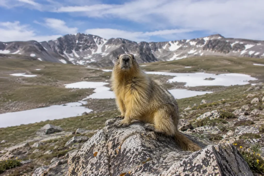 A yellow-bellied marmot sitting on a rock near the Beartooth Basin parking lot with snow patches visible in the background and high alpine scenery surrounding