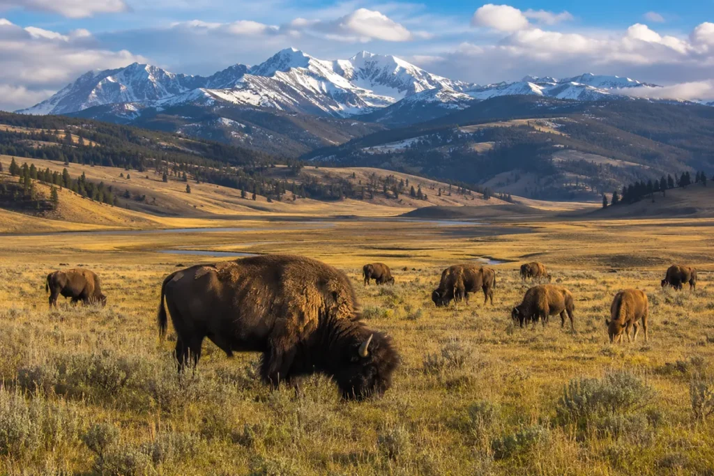 Bison grazing in front of distant snowcapped mountains in Lamar Valley, Yellowstone National Park