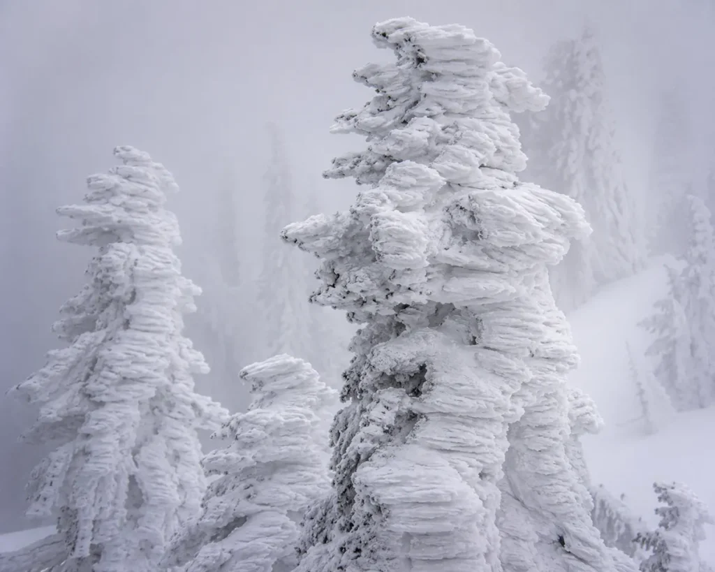 Close-up of snow ghosts at Whitefish Mountain Resort with thick rime ice encrusting evergreen trees creating bizarre white statue shapes against a foggy backdrop