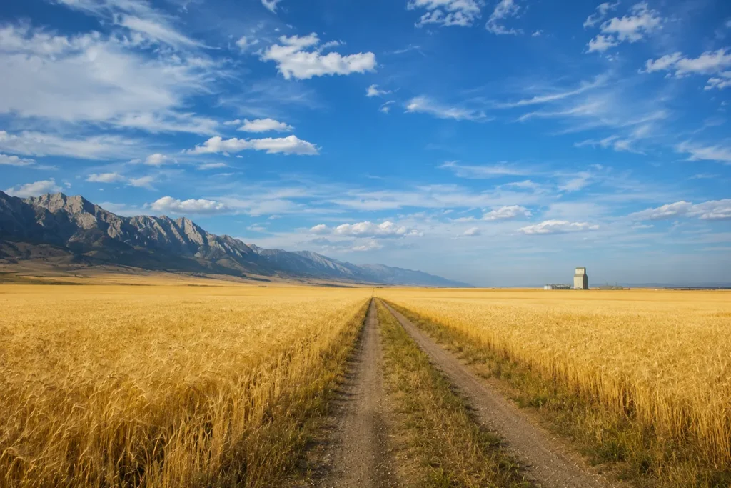 Golden wheat fields stretching to the horizon in central Montana with the Rocky Mountain Front in the distance