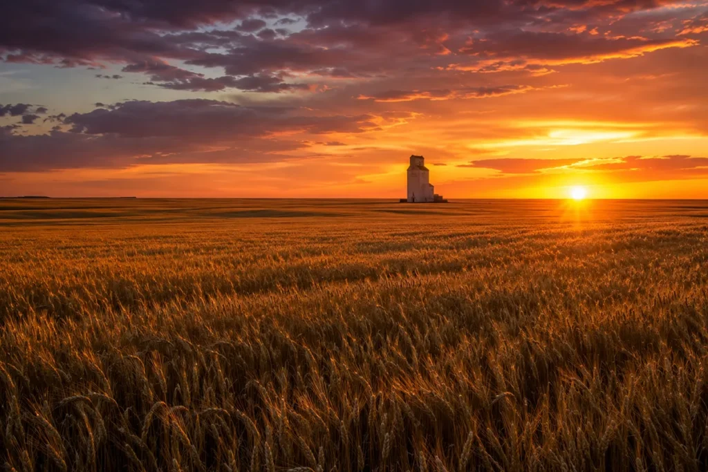 Vast golden wheat field stretching to the horizon with a lone grain elevator silhouetted against a Montana sunset