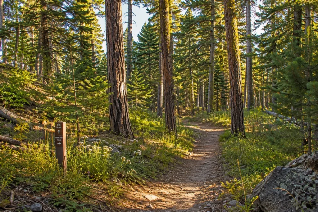 A forested trail through ponderosa pines at Lone Pine State Park near Kalispell, Montana, with dappled sunlight and trail signage visible
