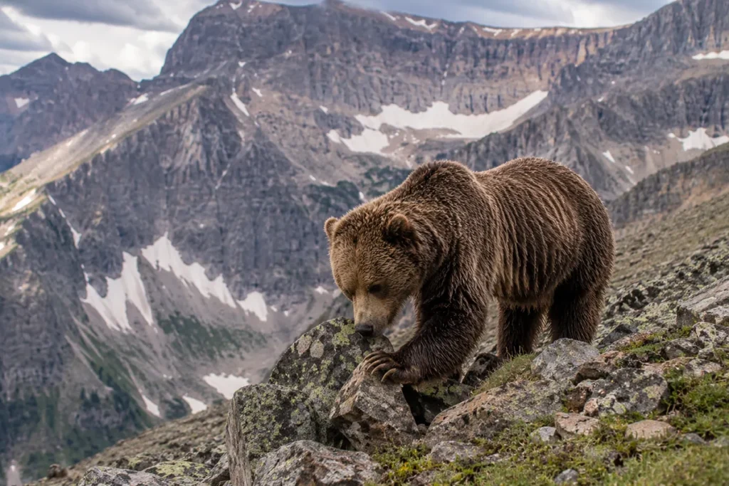 Grizzly bear in talus rock field at high elevation in the Mission Mountains