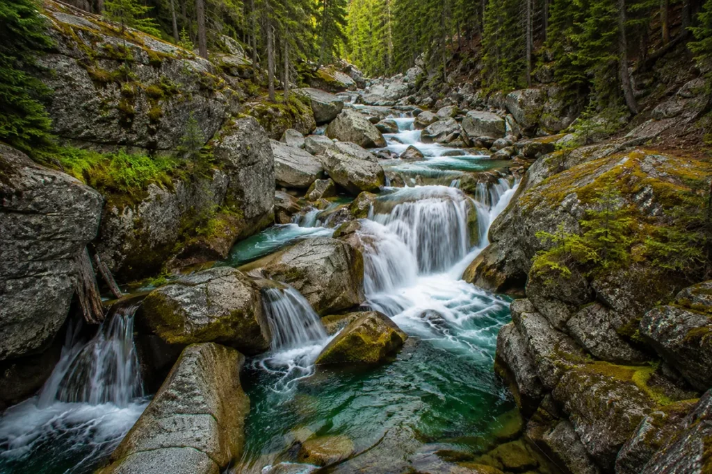 Cascading mountain stream tumbling over mossy granite boulders with surrounding pine forest in Hyalite Canyon