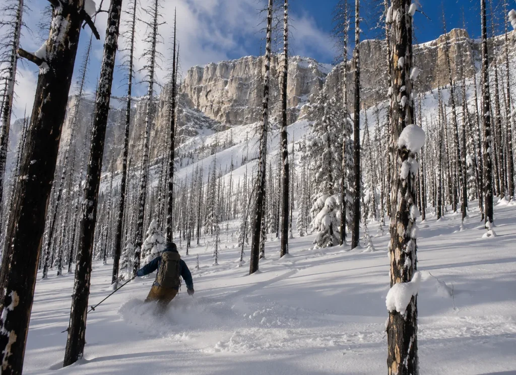 A skier weaving through burned timber trees in fresh powder at Teton Pass Ski Area with the Rocky Mountain Front cliffs visible in the distance