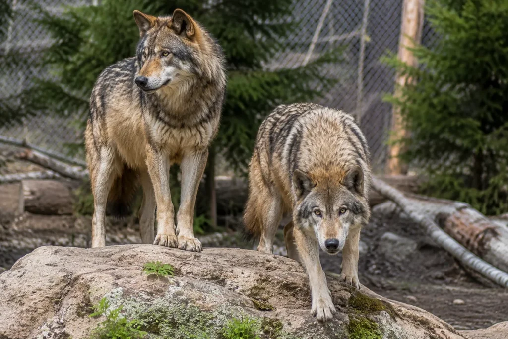 Wolves on a rock in the ZooMontana