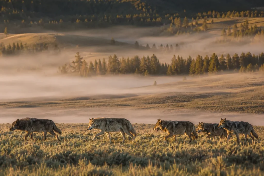 Wolves crossing a meadow in Lamar Valley, Yellowstone National Park, Montana, at dawn with morning mist rising