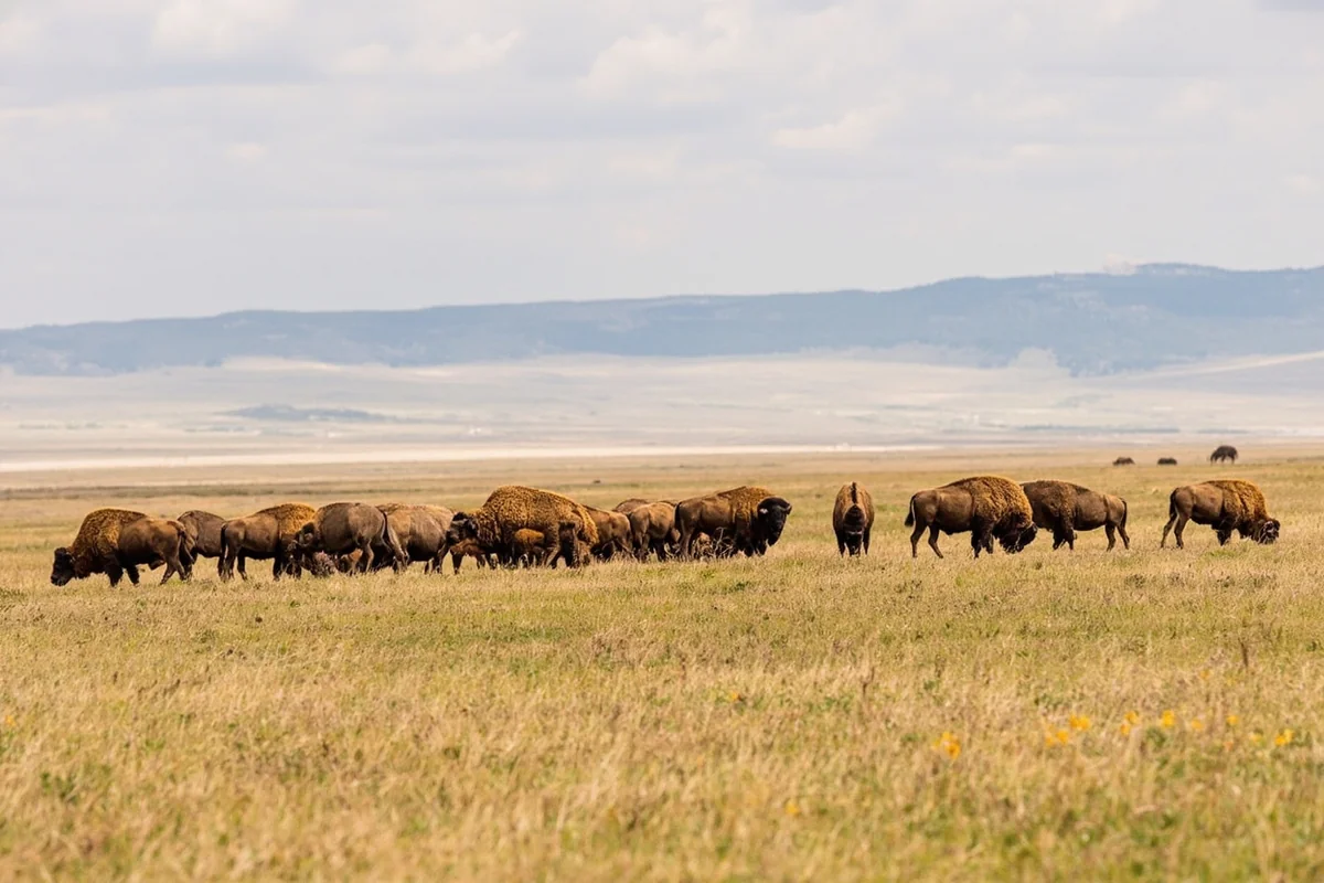 A herd of bison grazing on open grassland at the National Bison Range near Sanders County, Montana