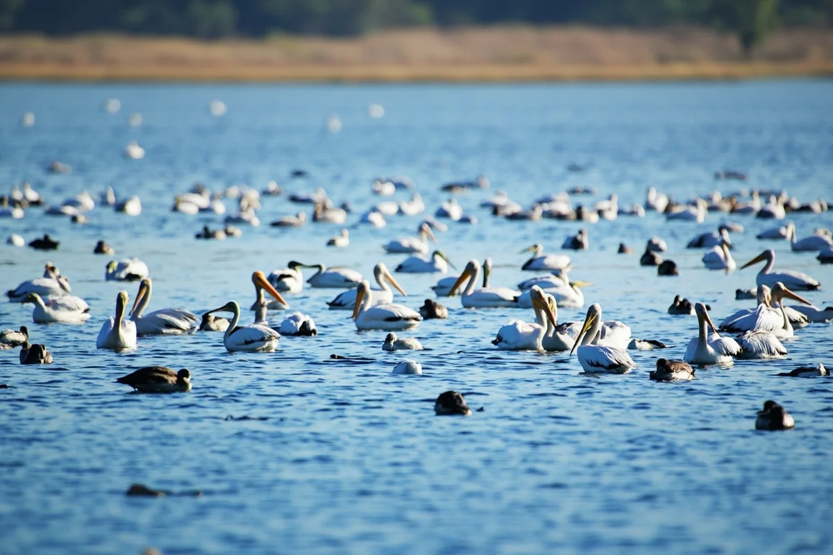 American white pelicans and waterfowl covering the main lake at Bowdoin National Wildlife Refuge in Phillips County, Montana