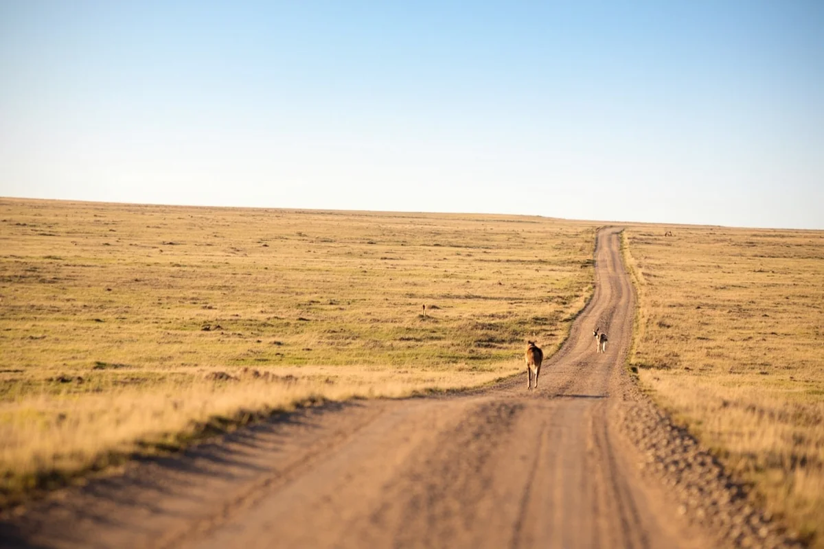Dirt road through open Montana prairie near Sidney with a pronghorn antelope visible in the distance