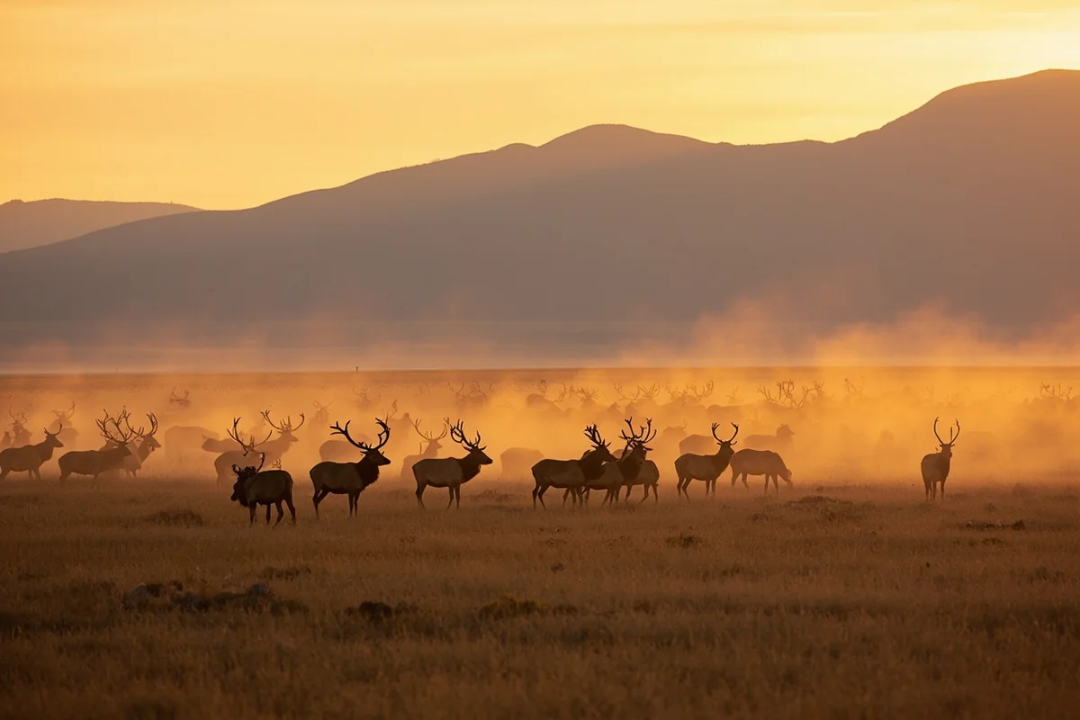 Elk herd at dawn in the foothills near the Little Belt Mountains in Judith Basin County