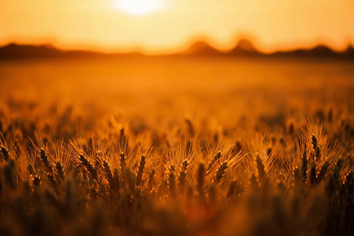 Evening golden light over Liberty County wheat fields during harvest season