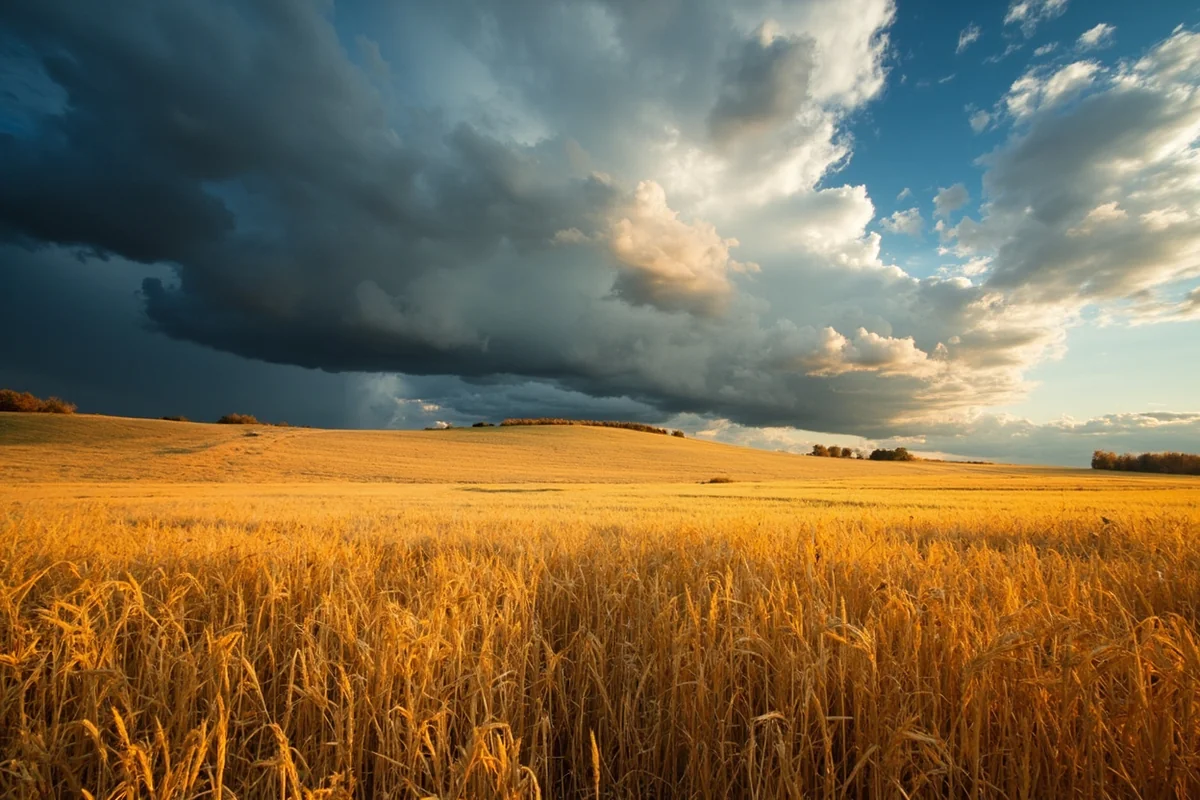 Golden wheat fields under dramatic autumn sky with storm clouds building
