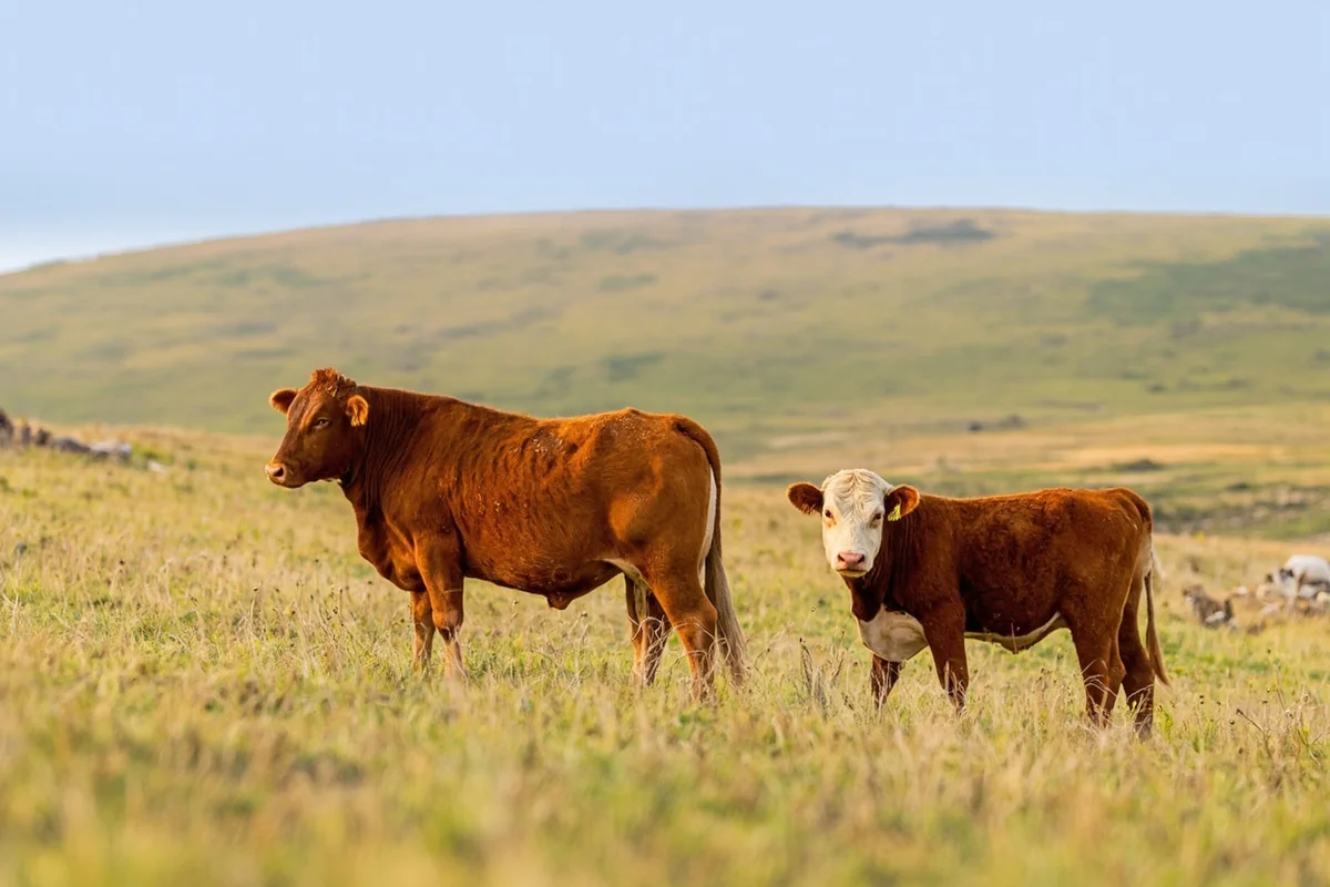 Hereford cattle grazing on native prairie grassland with rolling hills extending to the horizon