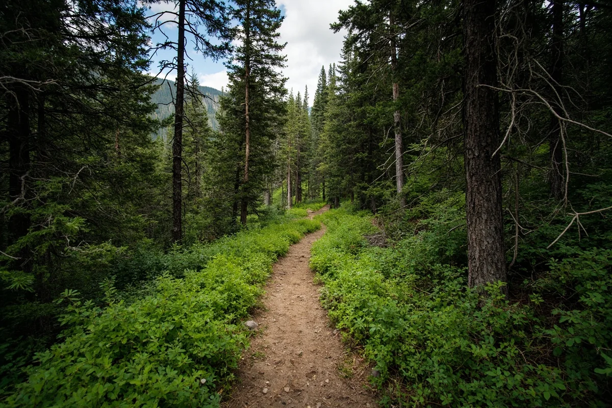 Hiking trail winding through dense forest in the Cabinet Mountains Wilderness, northwest Montana