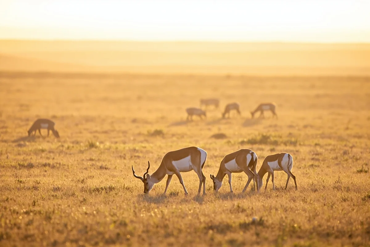 Pronghorn antelope grazing on open prairie grassland in northeastern Montana