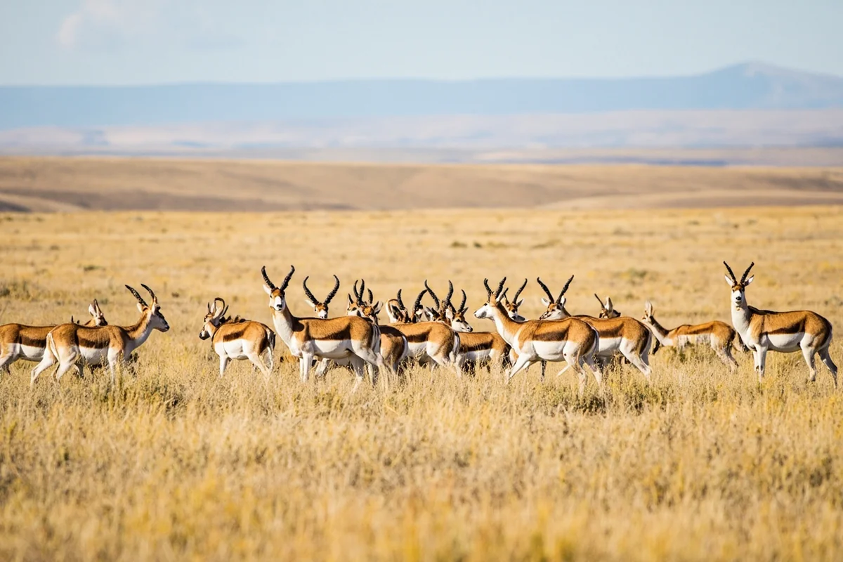 Pronghorn antelope herd grazing on open grassland, Powder River County with distant badlands