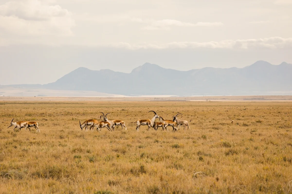 Pronghorn antelope herd grazing on the shortgrass prairie of northeastern Valley County Montana