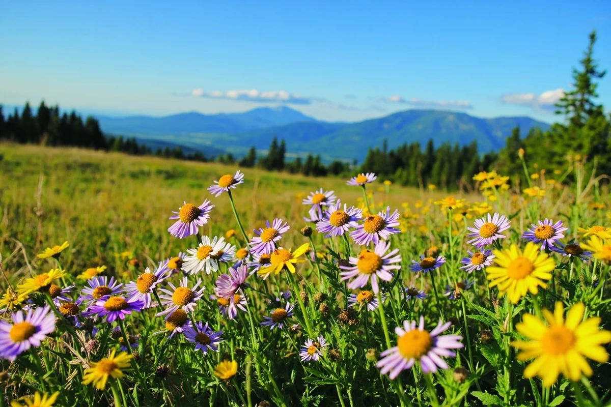 Summer wildflower meadow in Flathead County with mountains in background, blue sky