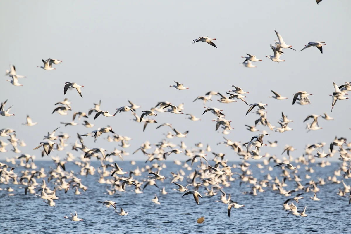 Thousands of snow geese lifting off at Freezout Lake Wildlife Management Area during spring migration