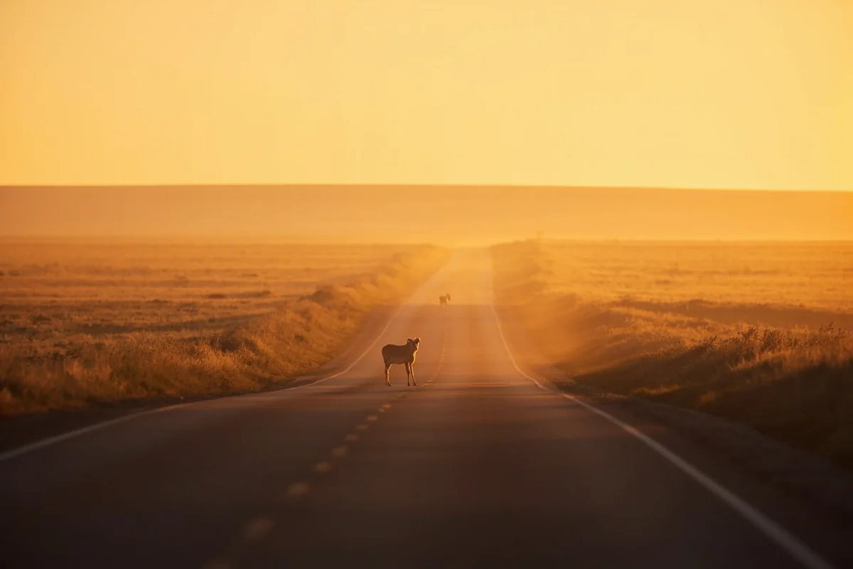 Wibaux County road at dawn with pronghorn antelope visible in the distance against open prairie