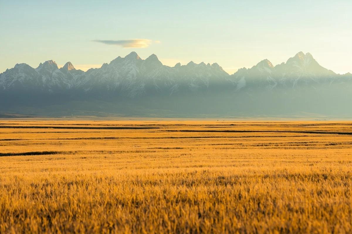 Wide open wheat fields in eastern Teton County with the Rocky Mountain Front visible on the western horizon