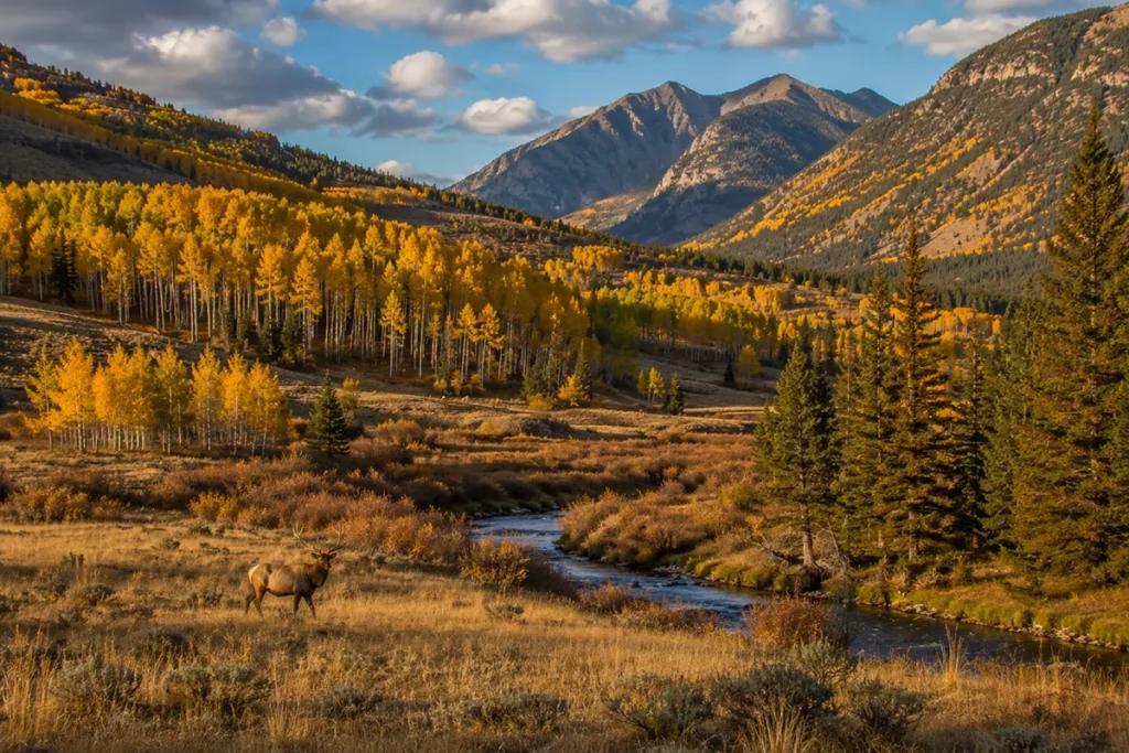 Montana ranch hunting land showing elk habitat with mountain backdrop, aspens, and creek corridor in western Montana