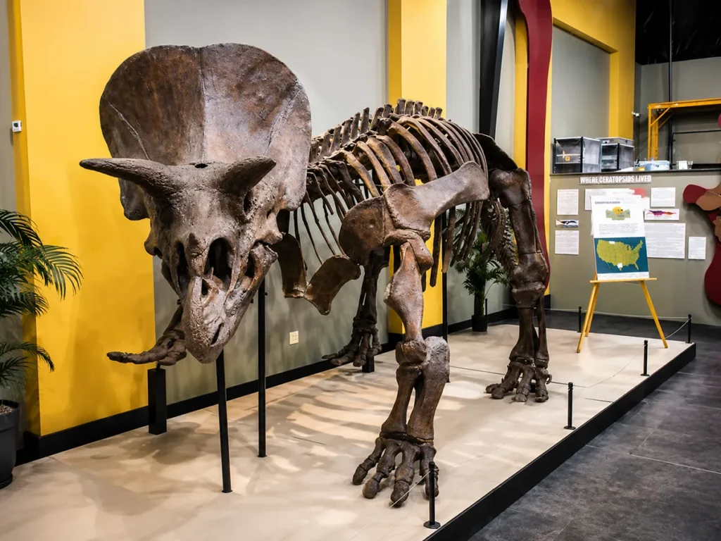 Mounted Triceratops skeleton display at Great Plains Dinosaur Museum in Malta, Montana
