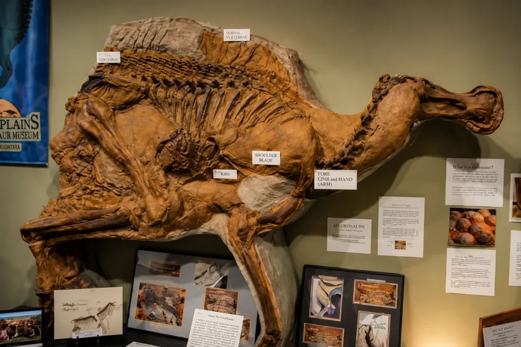 Mummified Brachylophosaurus dinosaur specimen Leonardo on display at Great Plains Dinosaur Museum in Malta, Montana